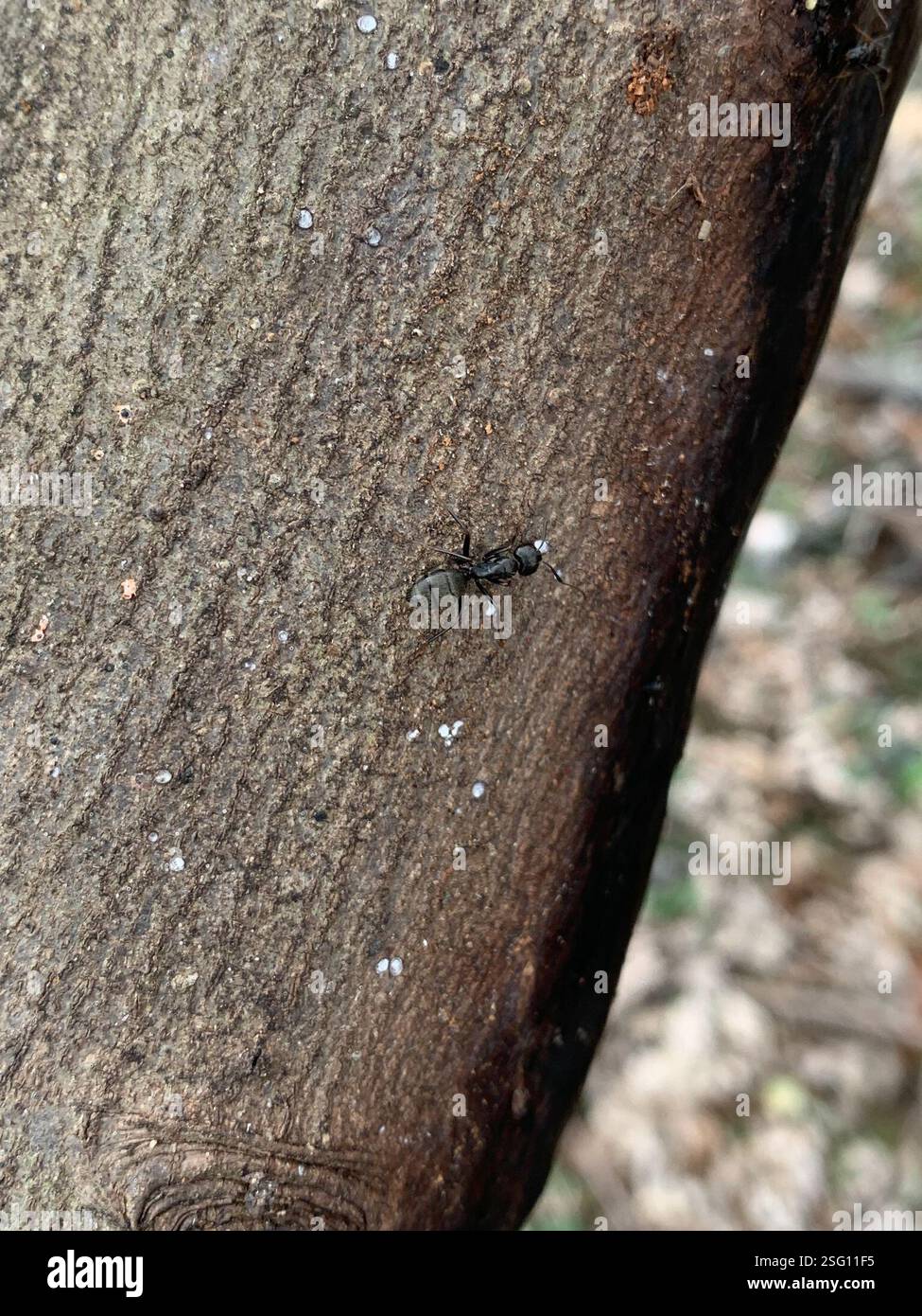 Eastern Black Carpenter Ant (Camponotus pennsylvanicus), Insecta, The ...