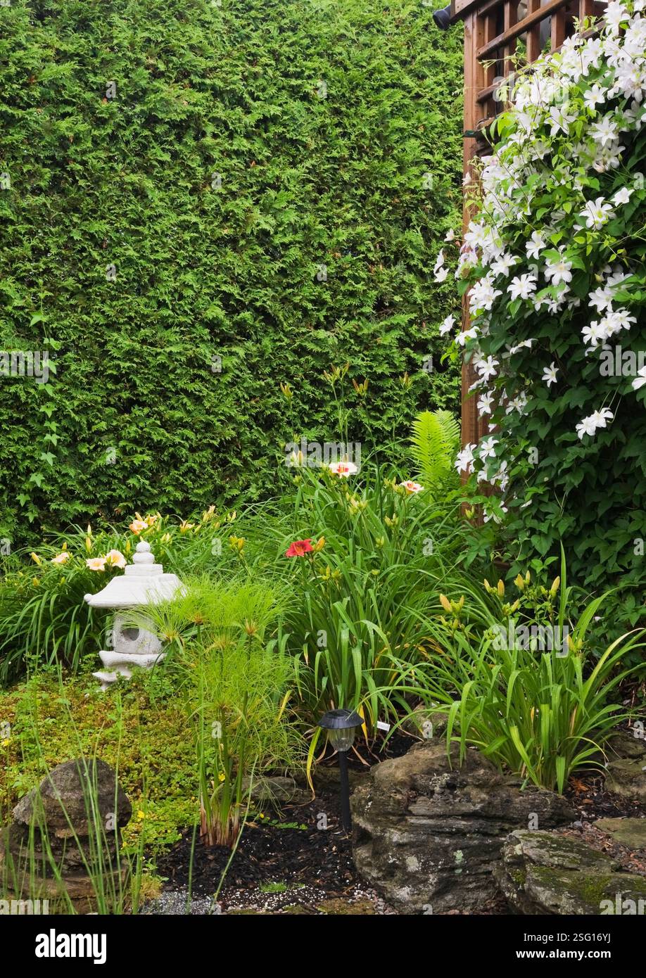 Clematis tree hi-res stock photography and images - Alamy
