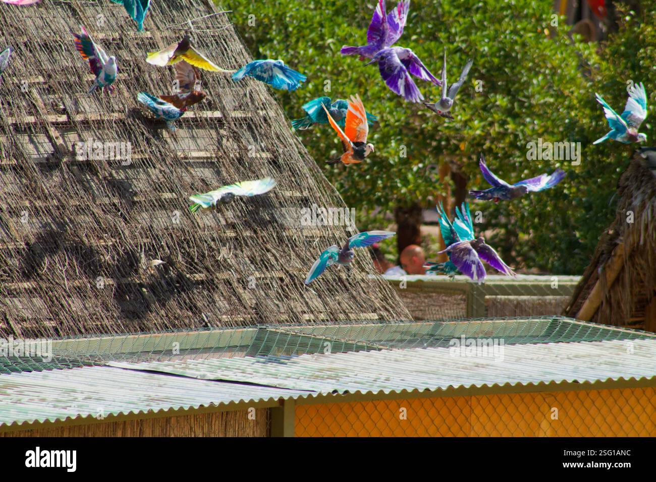 Group flock variety colorful hi-res stock photography and images - Alamy