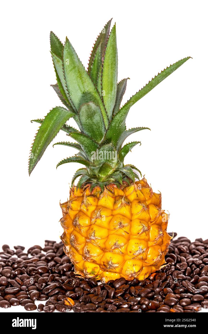 Small Pineapple Resting on a Bed of Glossy Coffee Beans Against a White Background, Contrasting Tropical Freshness with the Richness of Roasted Coffee Stock Photo