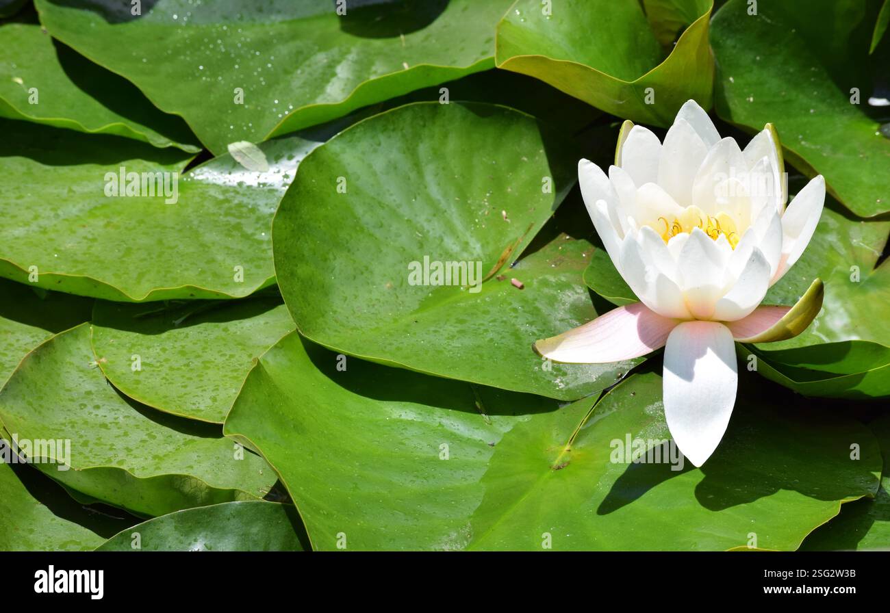 Lilypad flower hi-res stock photography and images - Alamy