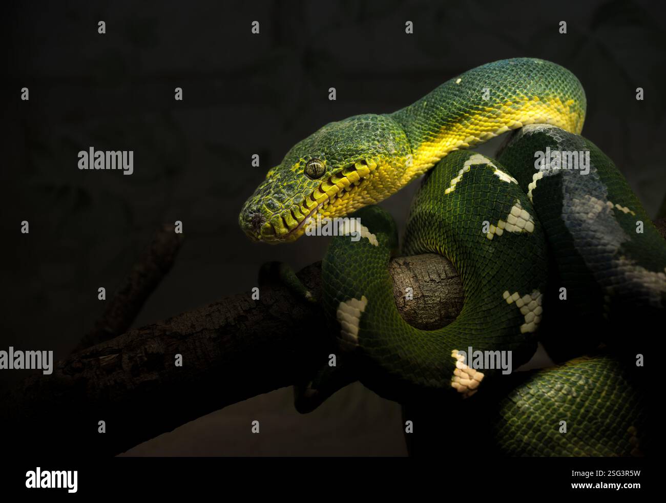 Colorful green tree python resting on a branch in a dimly lit environment at night Stock Photo