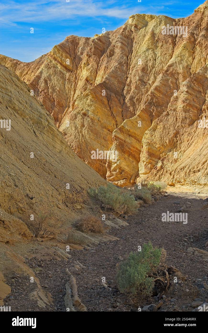 silvery-whitish-gray desert holly dot canyon floor with multi-colored striated walls of  Golden Canyon in Death Valley National Park Stock Photo