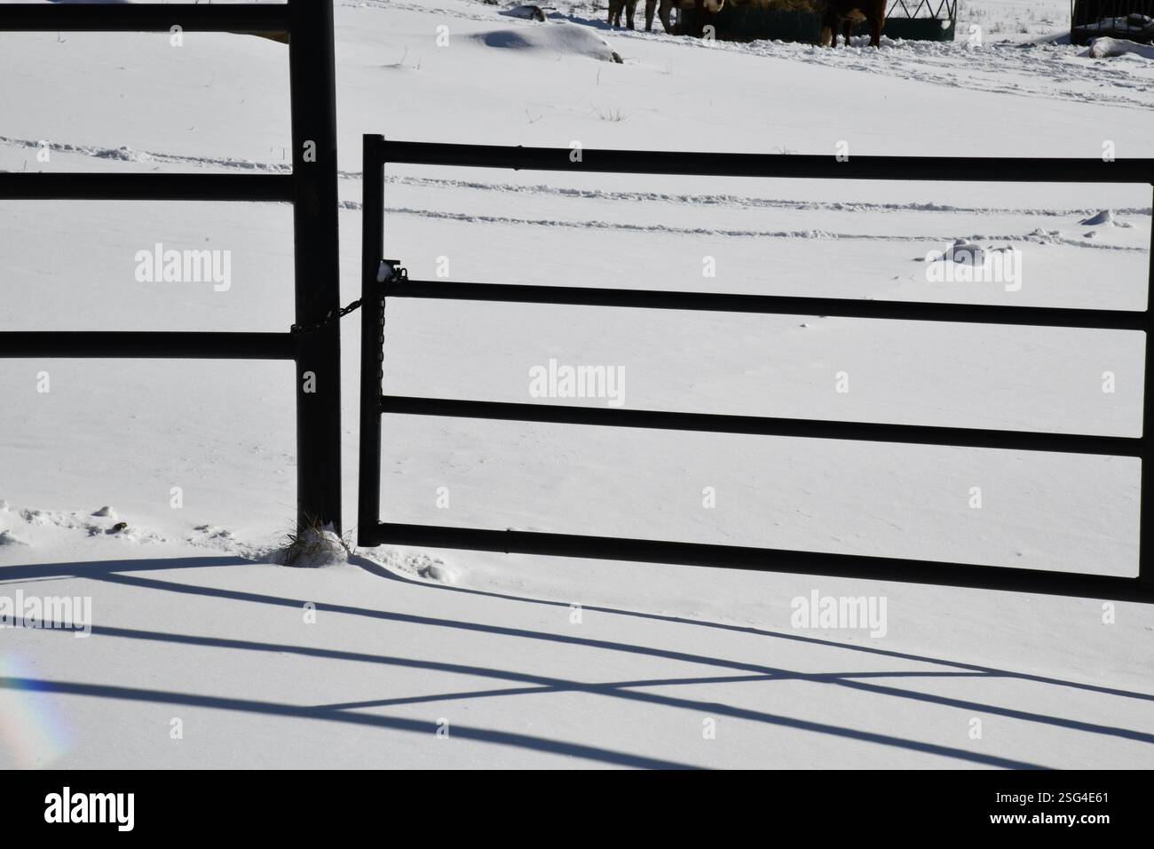 Iron fence with gate forming patterns in snow Stock Photo - Alamy