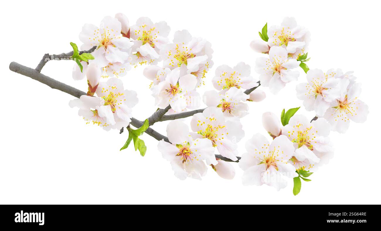 Branch of almond tree in spring with white blossoms isolated on white ...