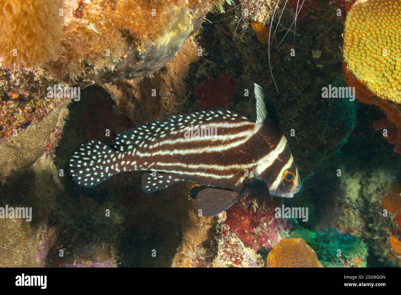 Spotted ribbonfish hi-res stock photography and images - Alamy