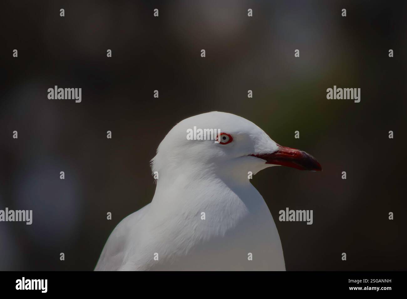 Silver gull on its own hi-res stock photography and images - Alamy