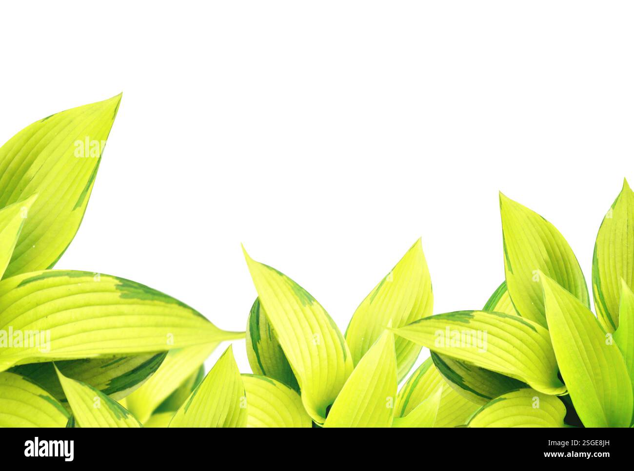 Hosta plant green leaves. New spring leaf of plantain lily. Hosta tardiana June leaves of light green color. Isolated on white background Stock Photo