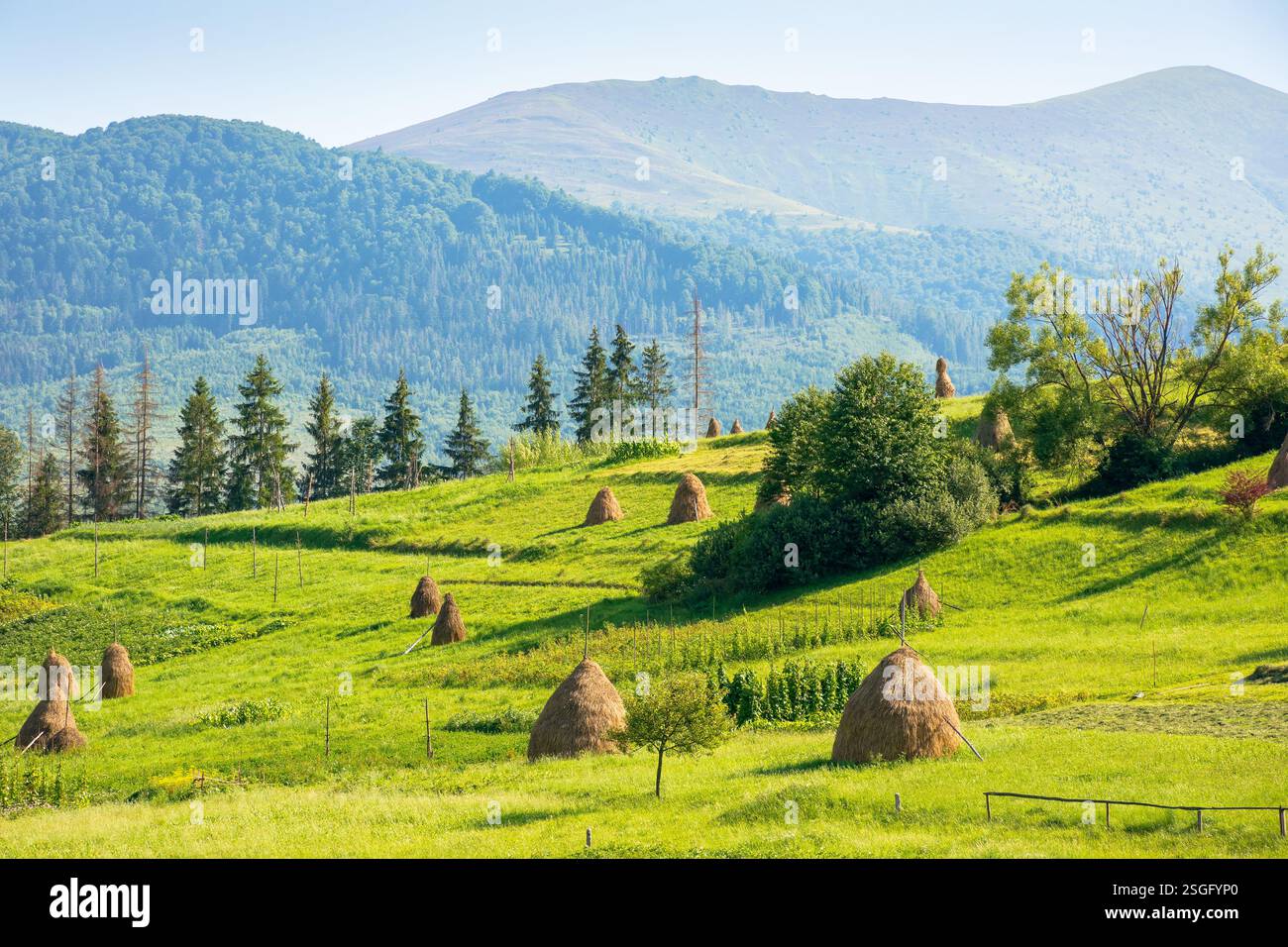 haystacks on the agricultural field near the forest. outdoor adventure. rural landscape at the foot of the mountain in summer. beautiful countryside s Stock Photo
