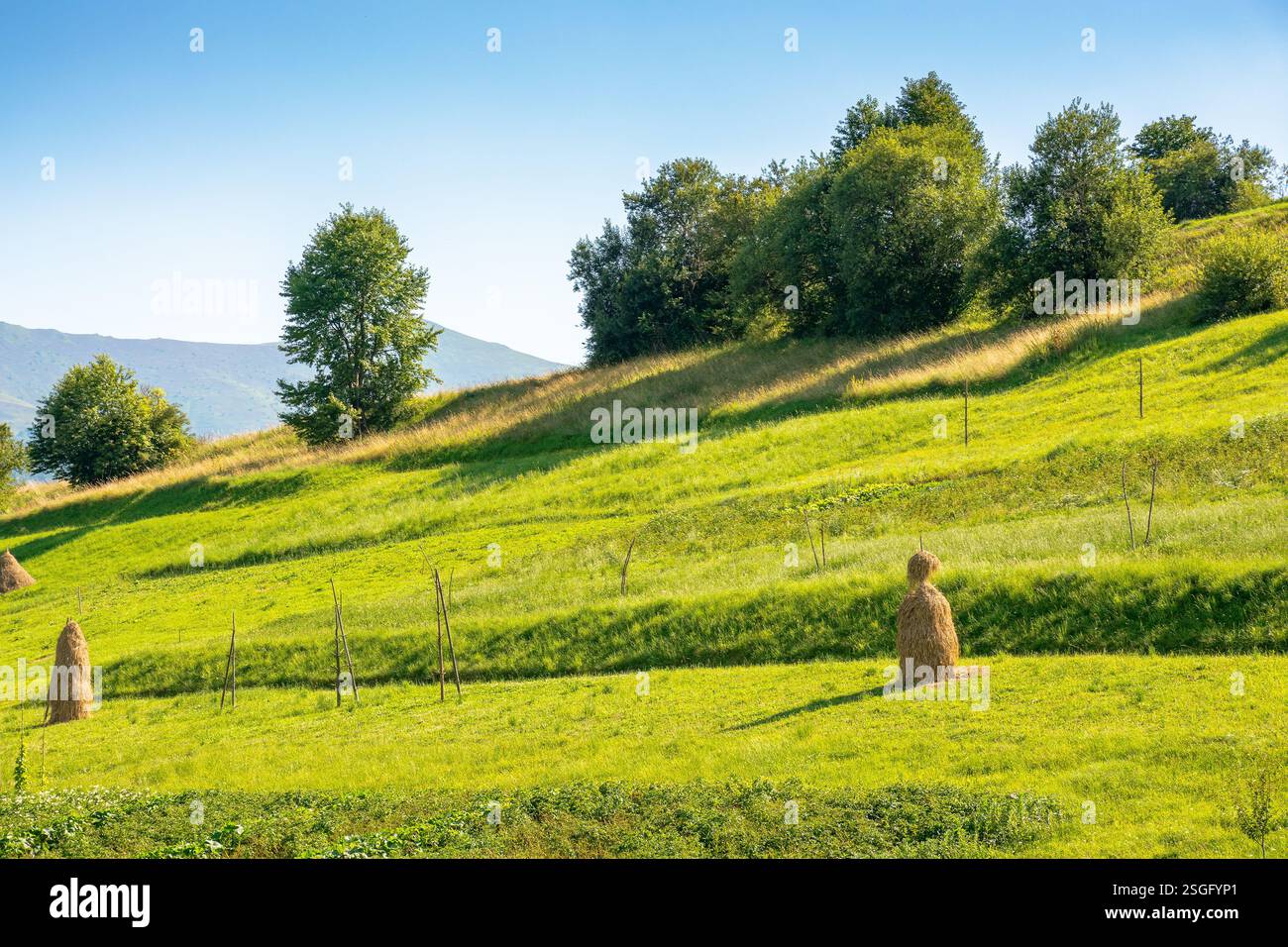 haystacks on the agricultural field near the forest. blue sky. rural landscape at the foot of the mountain in summer. beautiful countryside scenery in Stock Photo