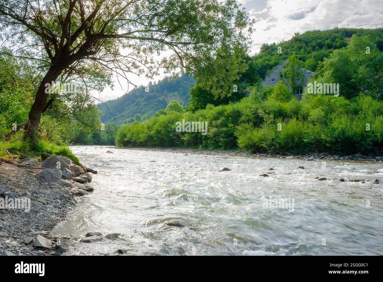 river flows through the valley in carpathian mountains. natural environment. shallow water reveals stones. beautiful landscape in summer on an sunny m Stock Photo