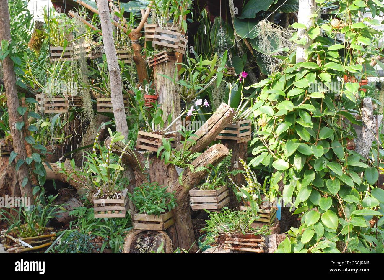 Tropical plants in a greenhouse at the Nemzeti Botanikus Kert, National Botanical Garden, Vácrátót, Hungary Stock Photo