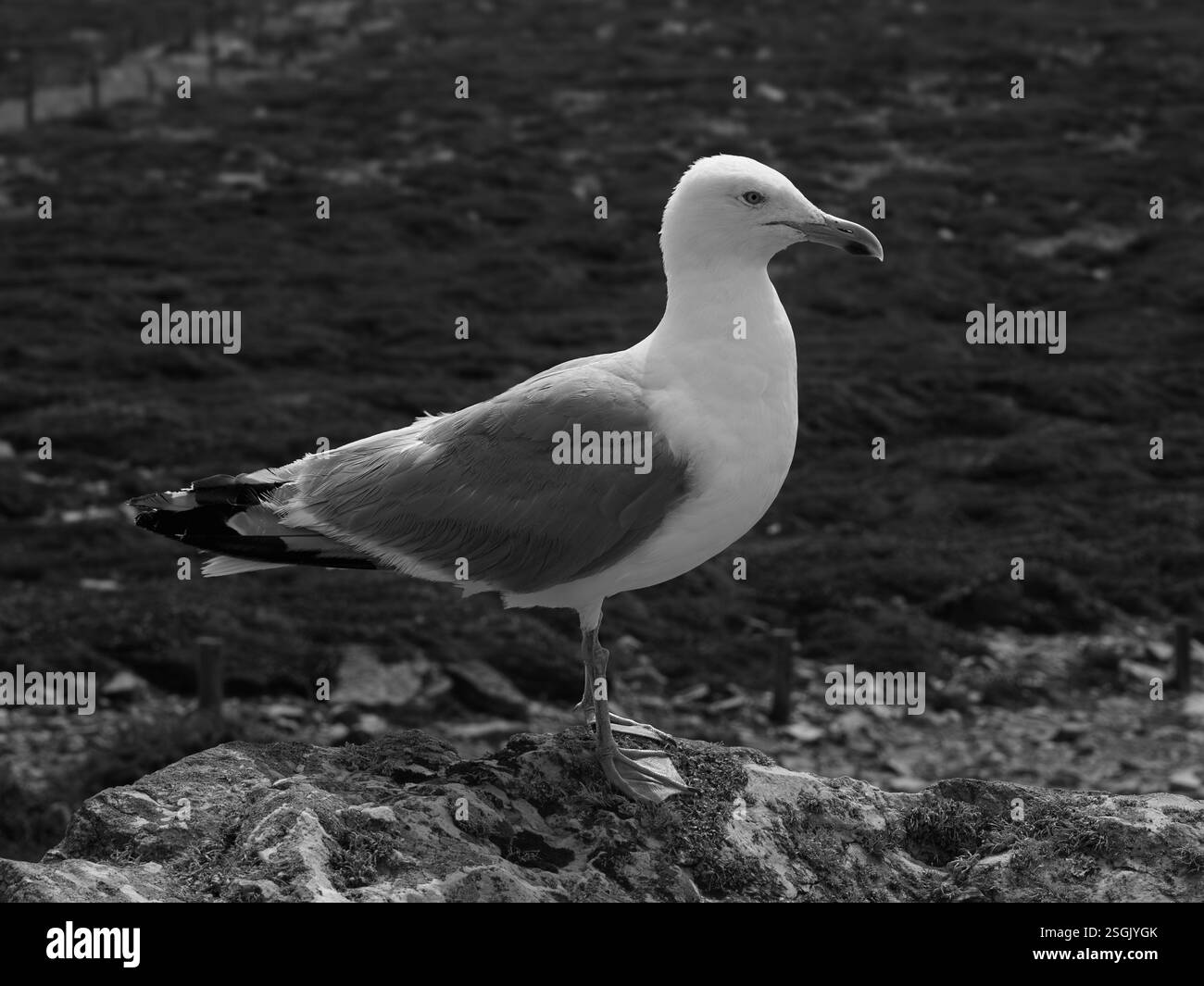 A close up black and white picture of an intimidating seagull Stock Photo