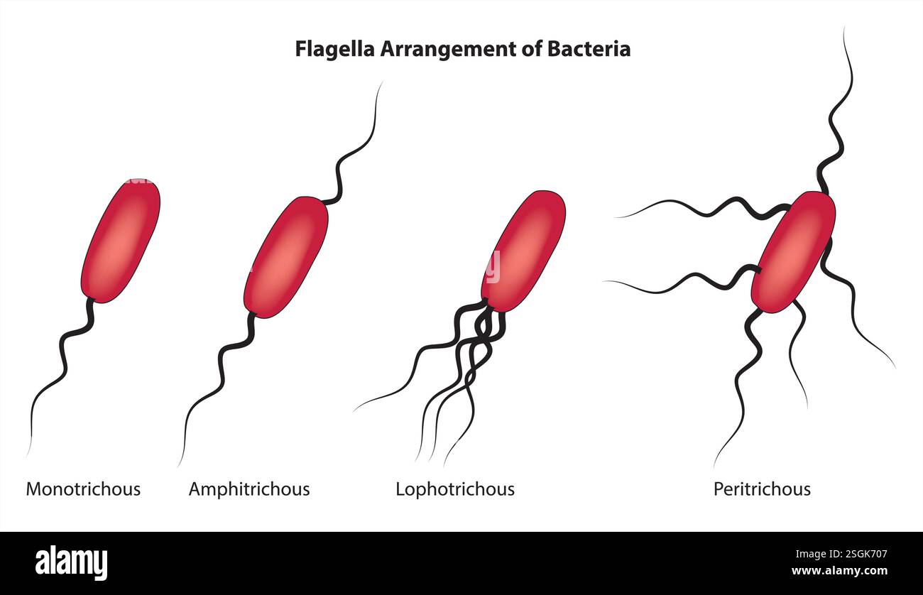 Flagella arrangement of bacteria Stock Vector