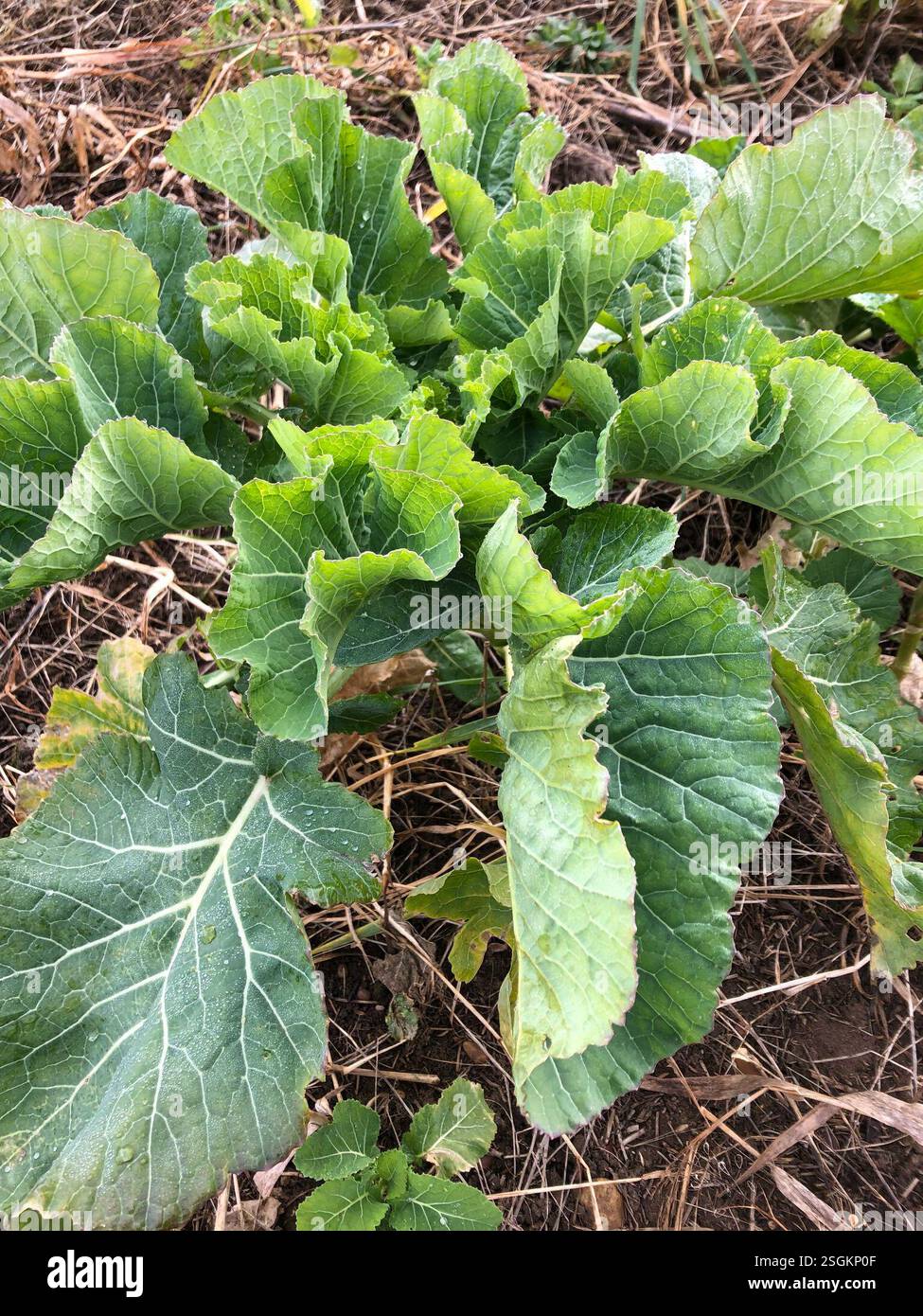 (Brassiceae), Plantae, Hathern, Loughborough, England, GB Stock Photo