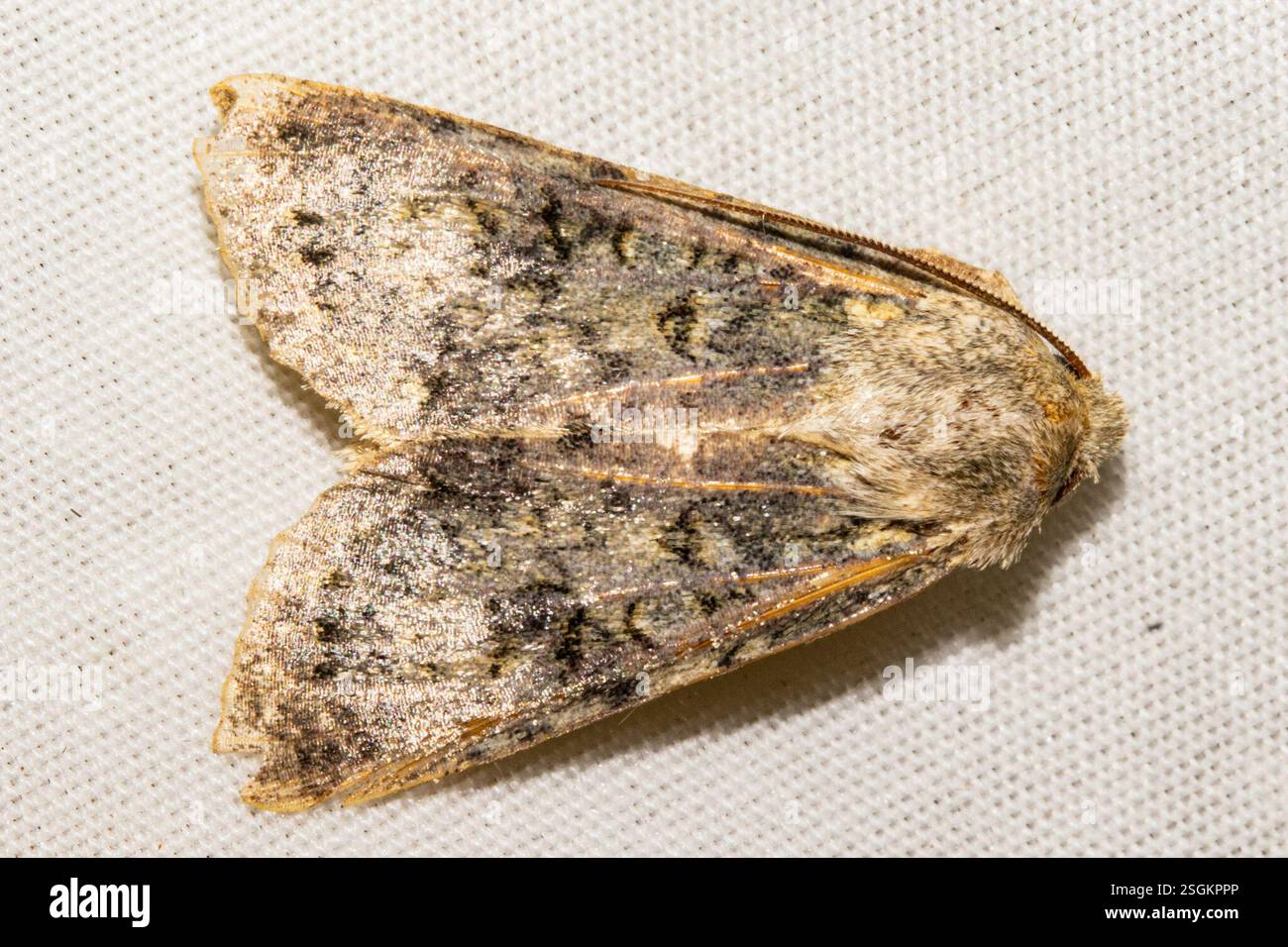 (Ichneutica), Insecta, St Bathans, New Zealand, Badly worn, so not sure ...