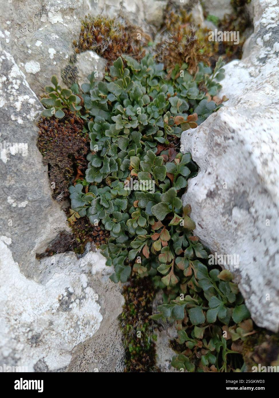 wall-rue (Asplenium ruta-muraria), Plantae, Denbighshire Stock Photo ...