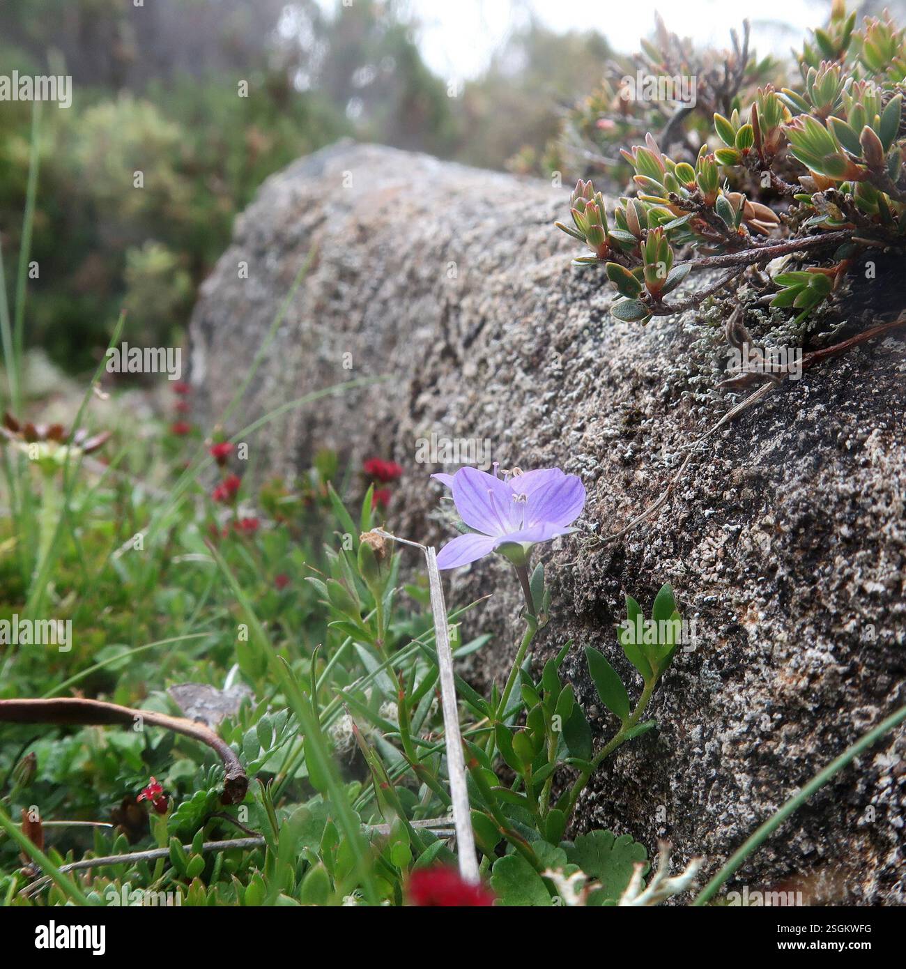 Slender Speedwell (Veronica gracilis), Plantae, Western Creek Track ...
