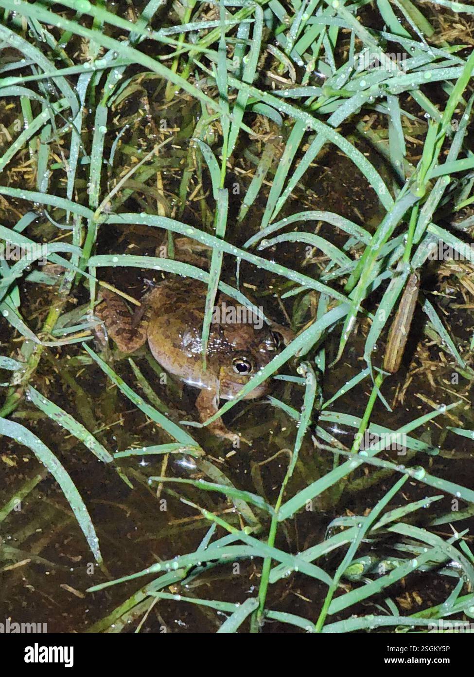 Ornate Burrowing Frog (Platyplectrum ornatum), Amphibia, Bouldercombe ...