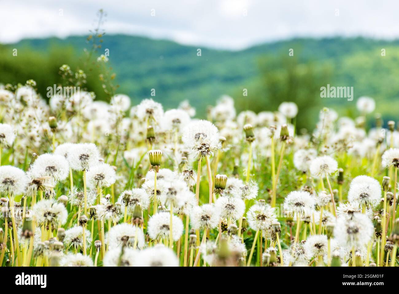 dandelion meadow in rural landscape. beautiful nature scenery with blooming fluffy weeds in morning light. clouds on the sky above the distant mountai Stock Photo