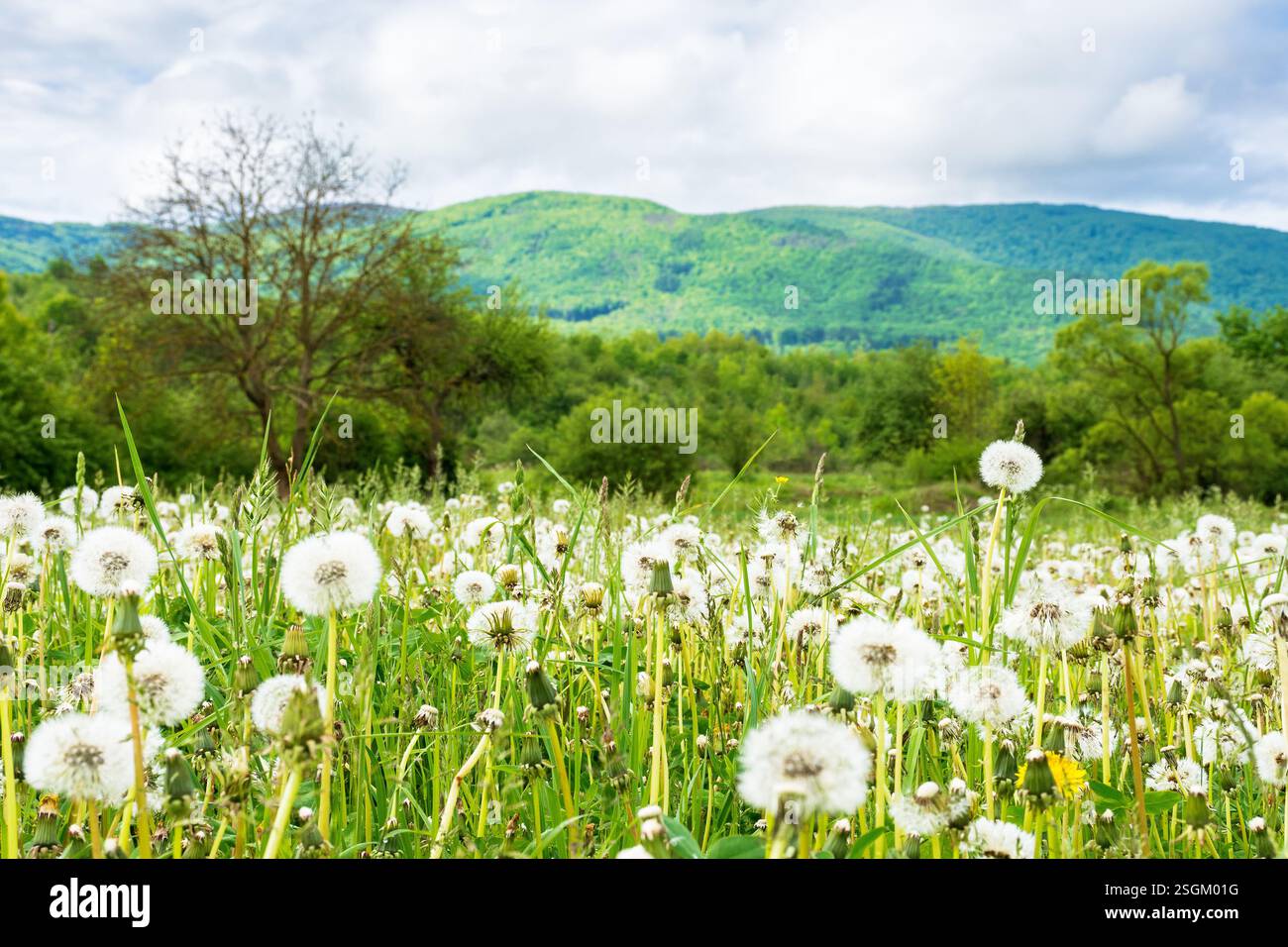 dandelion meadow in rural landscape. beautiful nature scenery with blooming fluffy weeds in morning light. clouds on the sky above the distant mountai Stock Photo