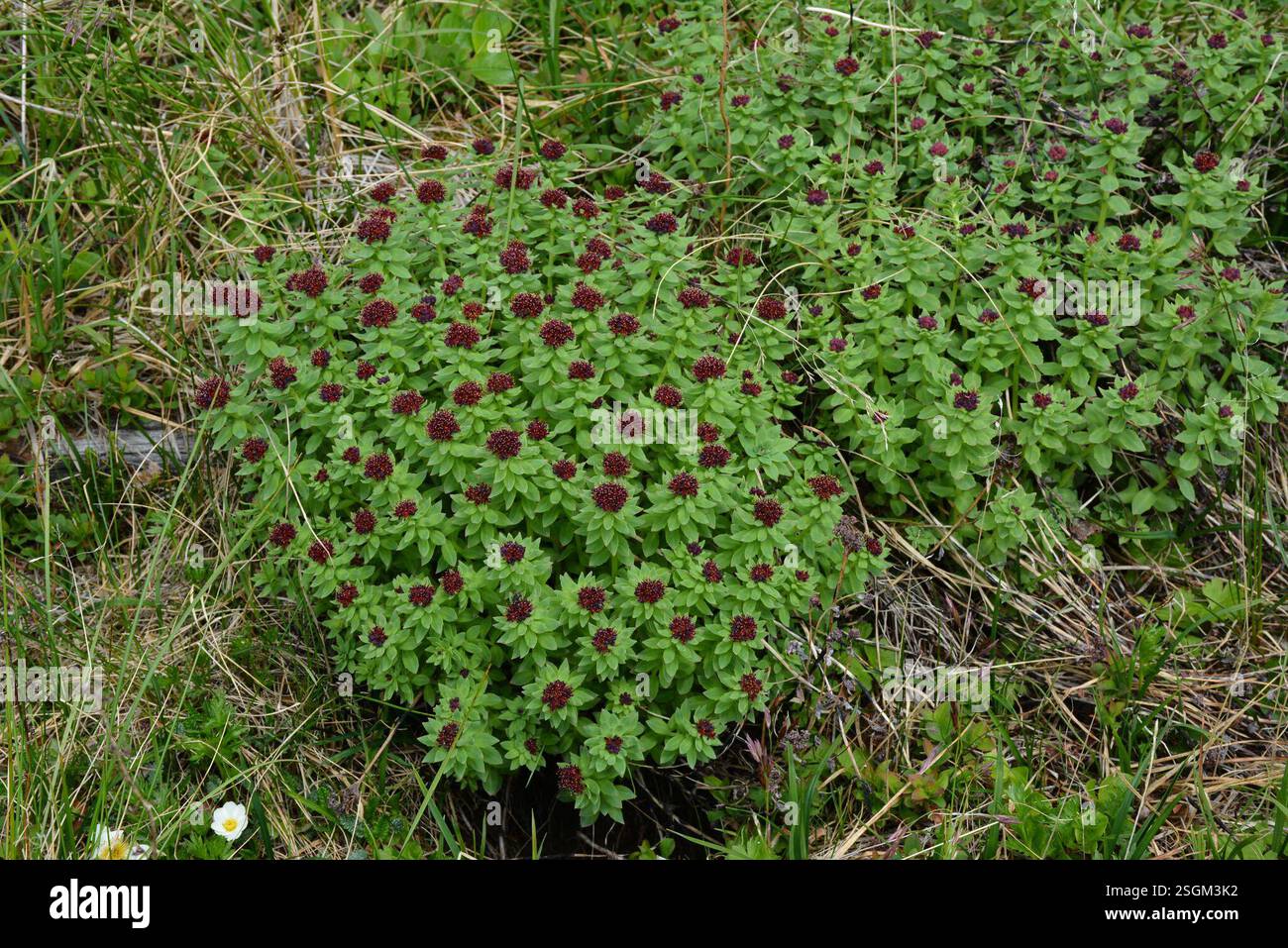 western roseroot (Rhodiola integrifolia), Plantae, Провиденский р-н ...