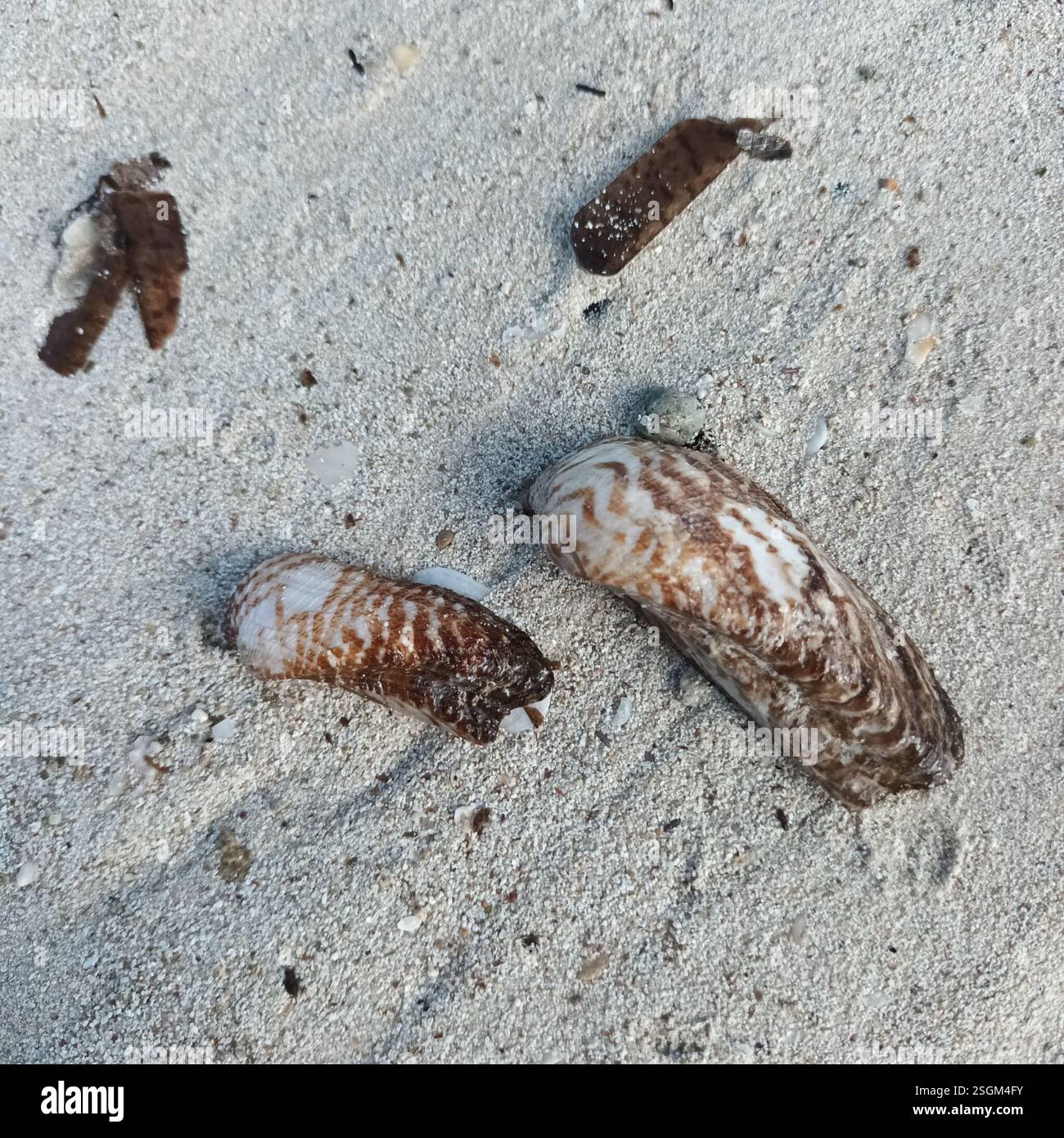 Noah's Ark shell (Arca noae), Mollusca, Baleares, ES-PM, ES Stock Photo ...