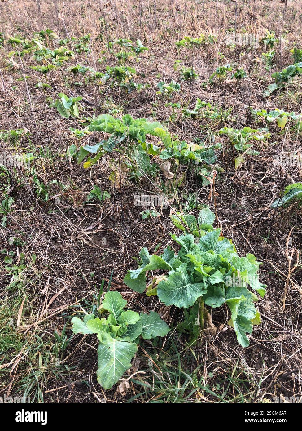 (Brassiceae), Plantae, Hathern, Loughborough, England, GB Stock Photo