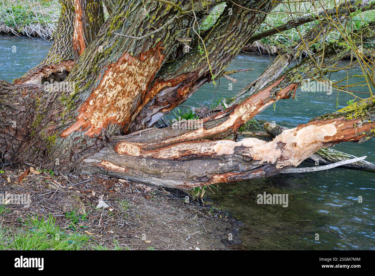 Tree gnawed by a beaver on the banks of the Große Lauter in the Lauter ...