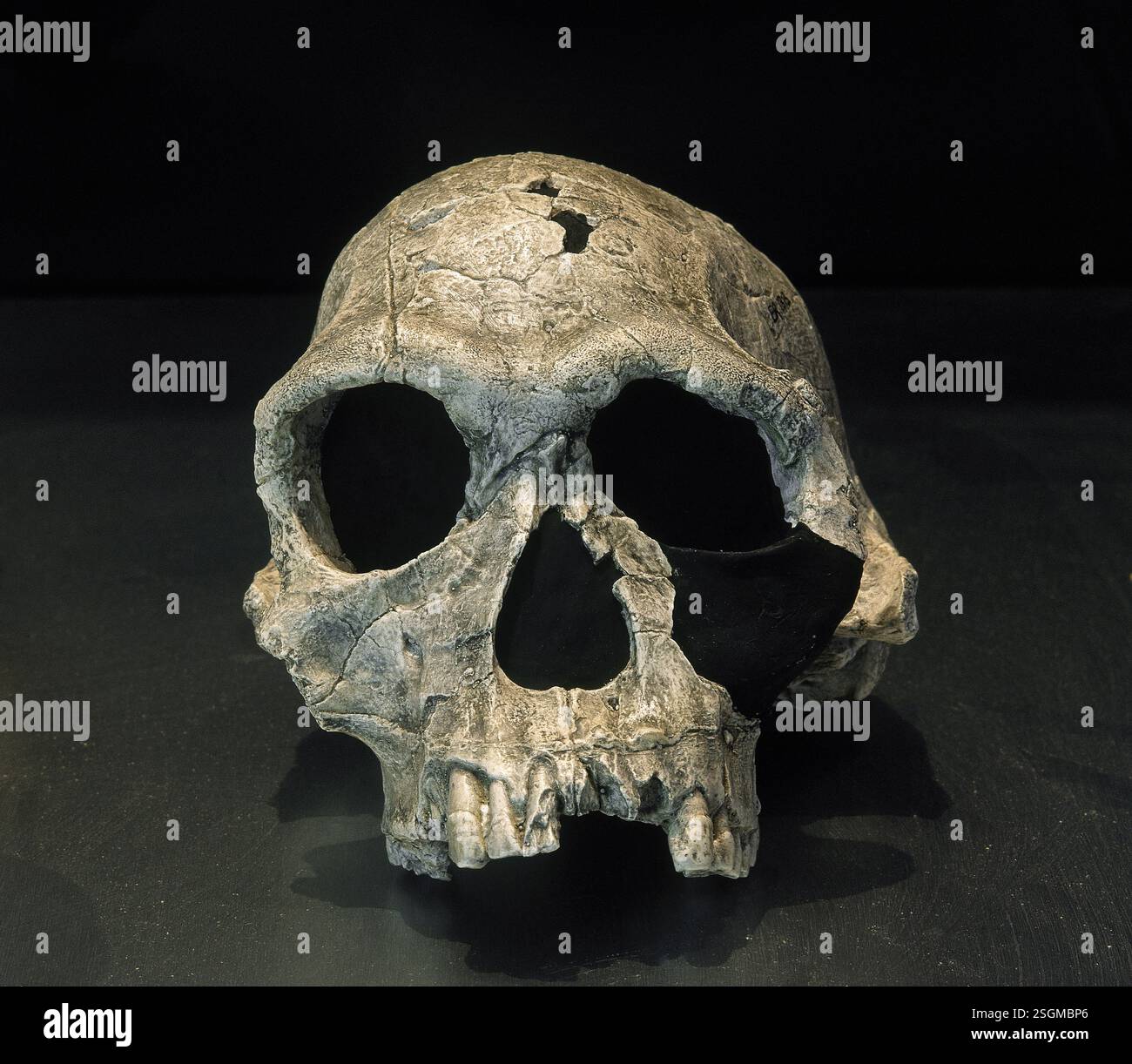 Cranium, Homo habilis, Fossil KNM ER 1813, 1.9 milliions years old