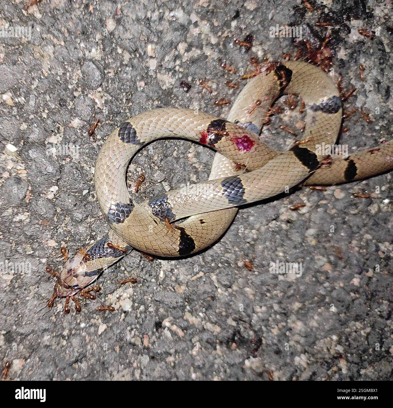 Banded Kukri Snake Oligodon Arnensis Reptilia Madurai Agriculture Photo Inspiration