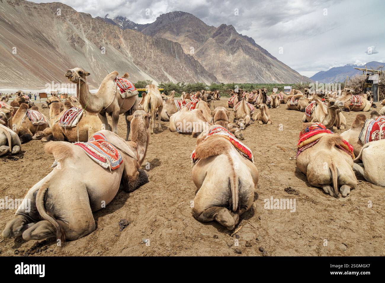 Bactrian Camels, Nubra Valley, Hunder Sand Dune, Ladakh, India, 2023 ...