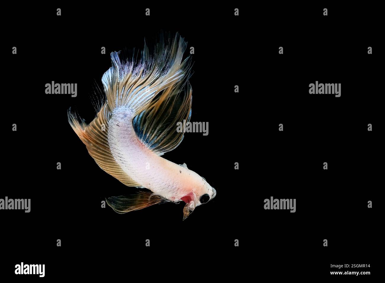 Portrait of betta fish on black background Stock Photo