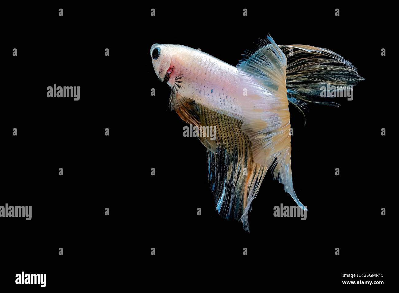 Portrait of betta fish on black background Stock Photo
