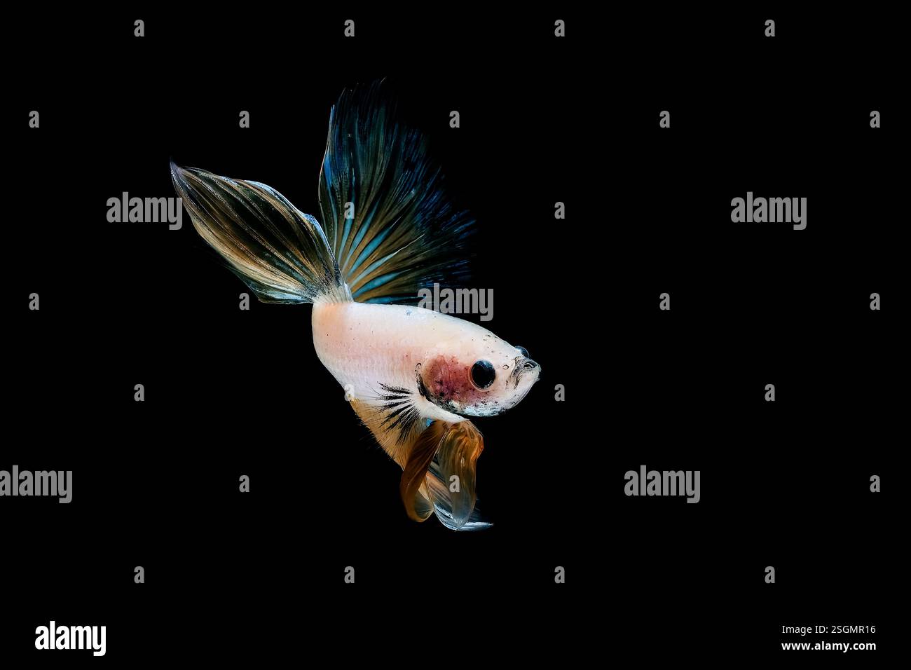 Portrait of betta fish on black background Stock Photo