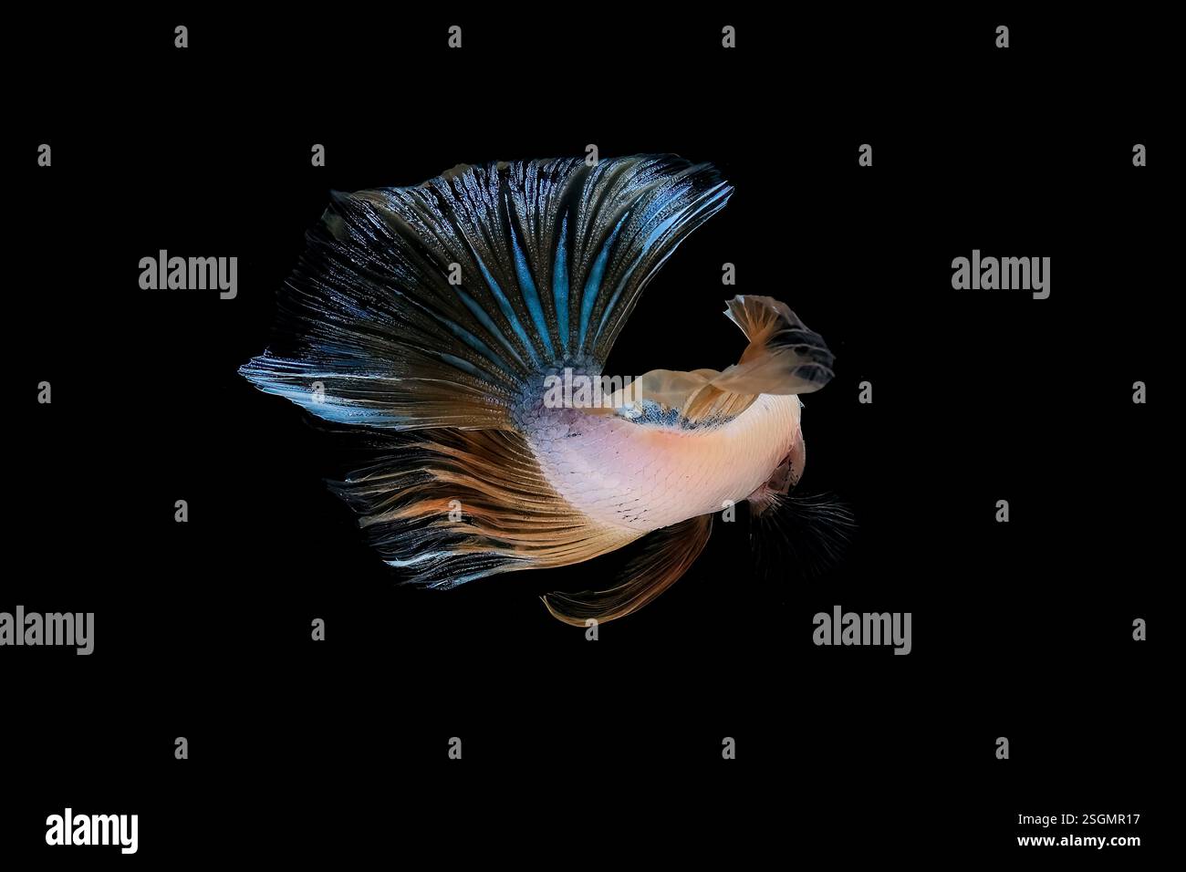 Portrait of betta fish on black background Stock Photo