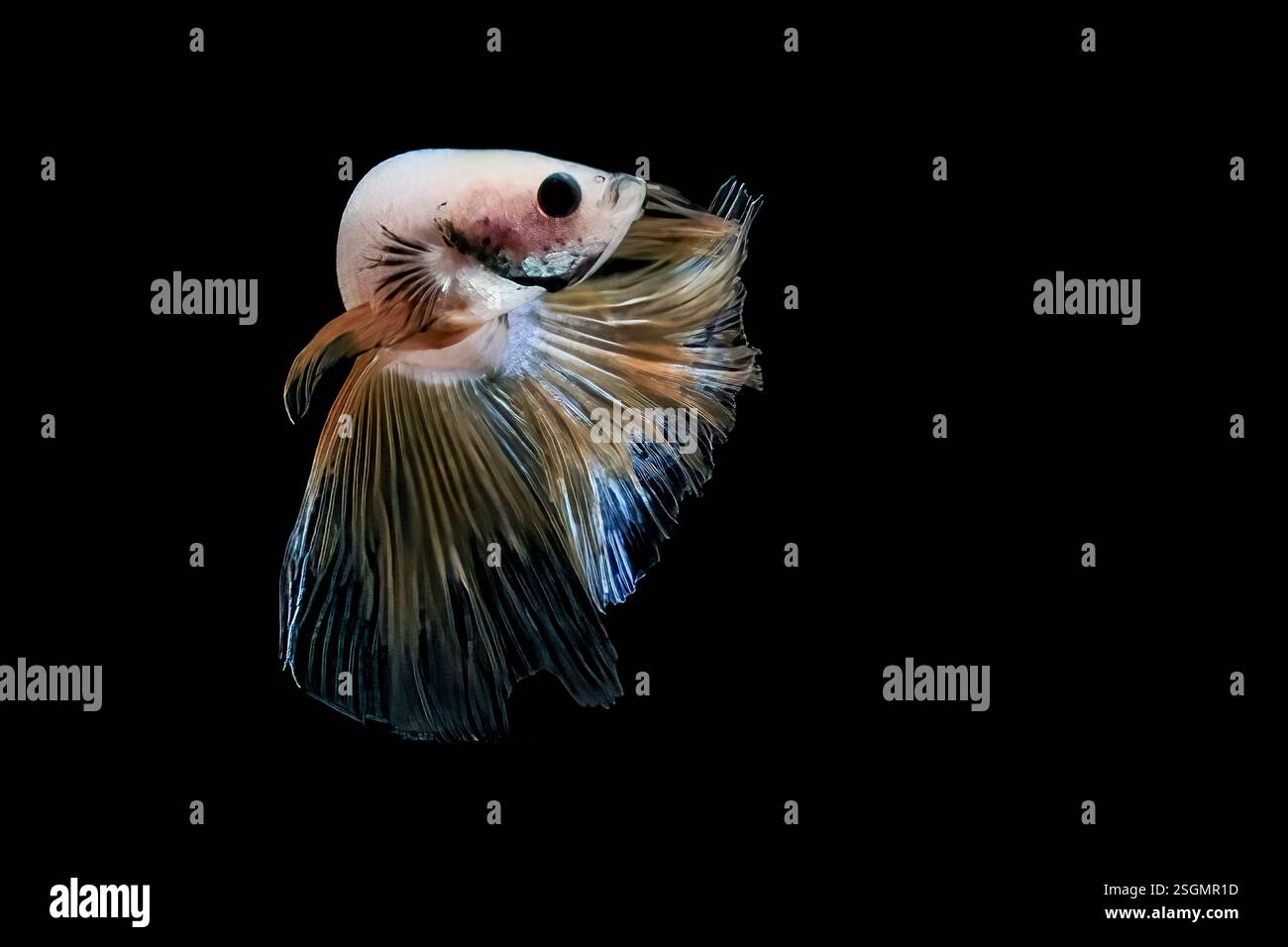 Portrait of betta fish on black background Stock Photo