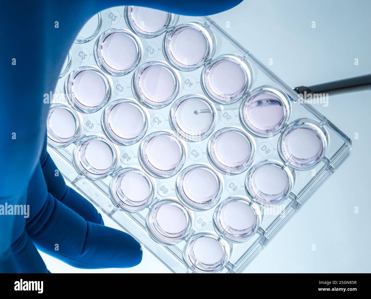 Biomedicine, Scientist preparing cells in growth medium in the lab Stock Photo