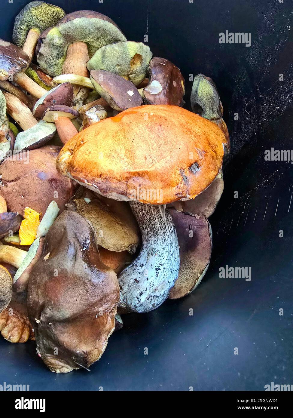 Mushrooms in a bucket freshly picked from the forest. - Smartphone Captured Stock Image