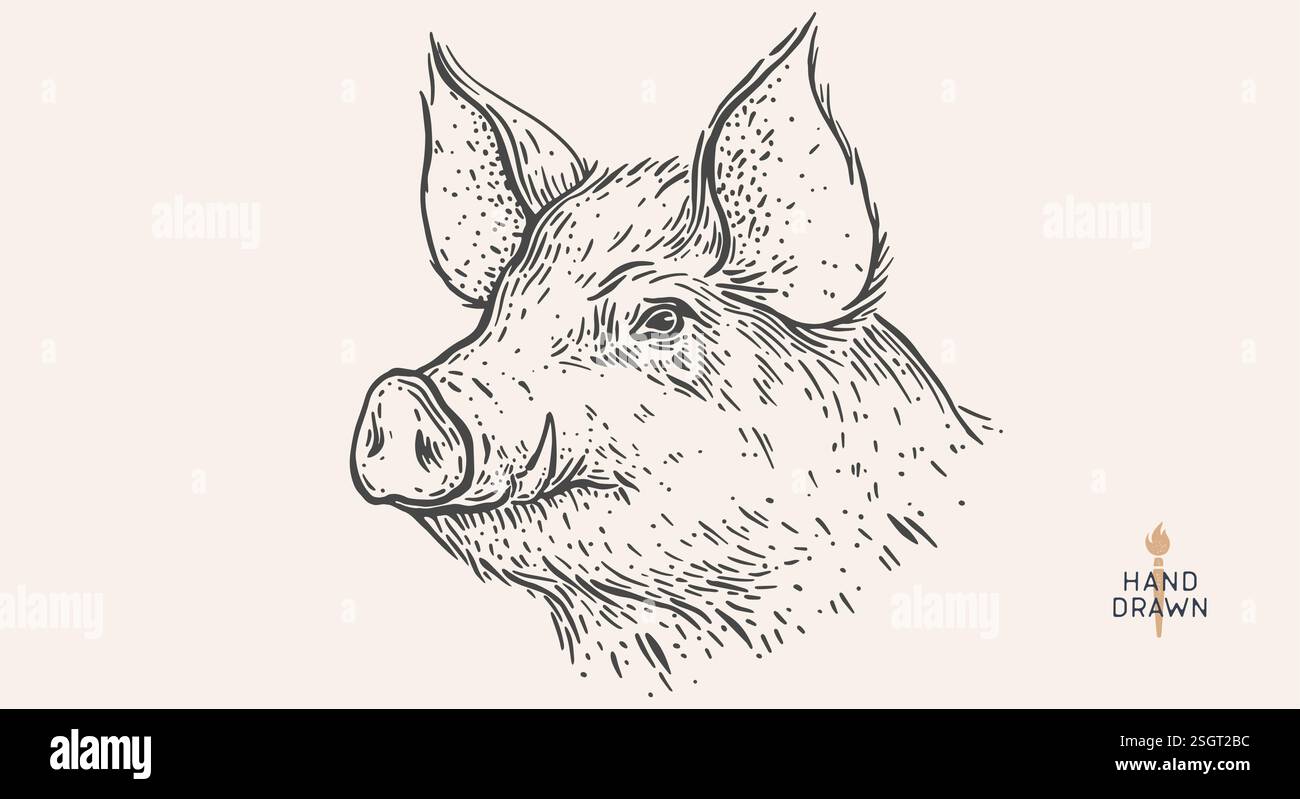 Pork, pig, hog. Hand drawn Stock Vector