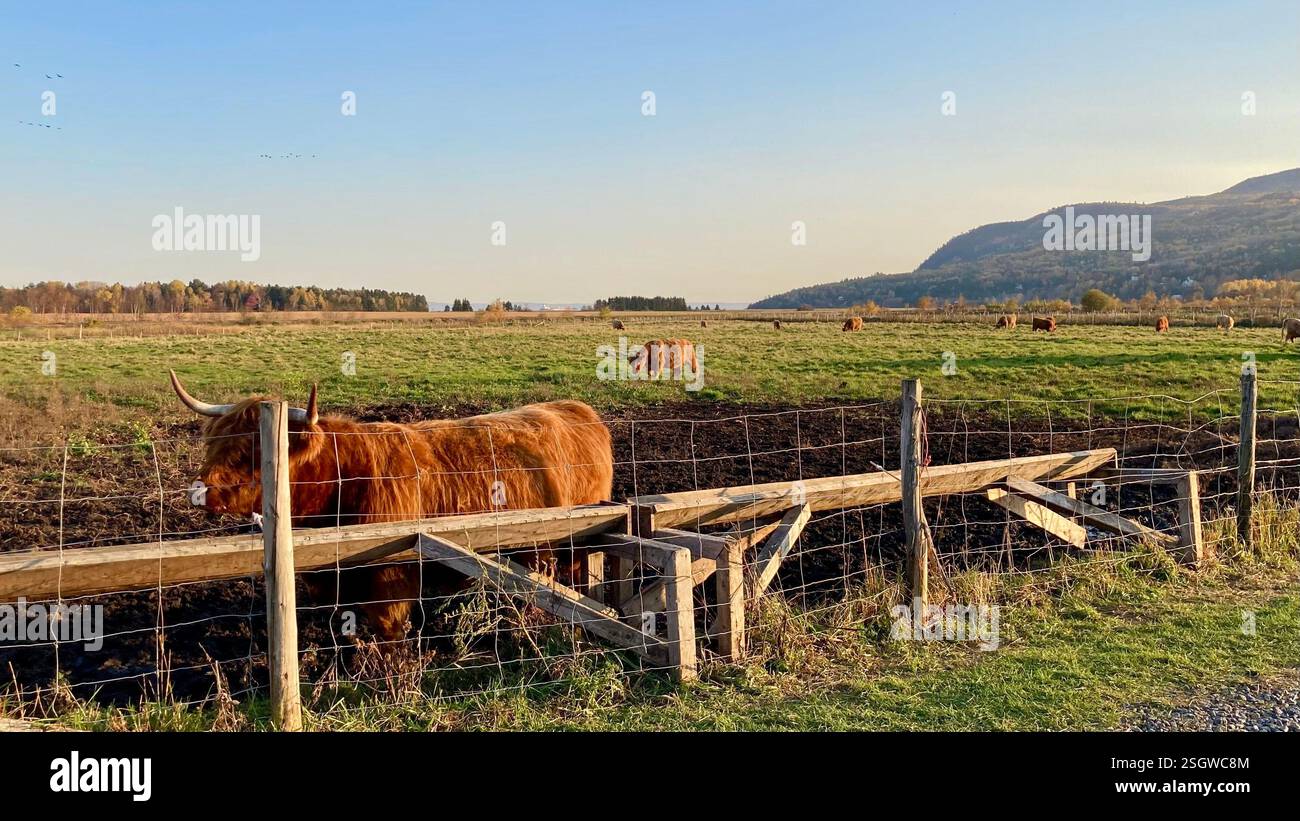 Lazy afternoons in the countryside, where a herd of cows enjoys the calm beauty of the lush - Smartphone Captured Stock Image