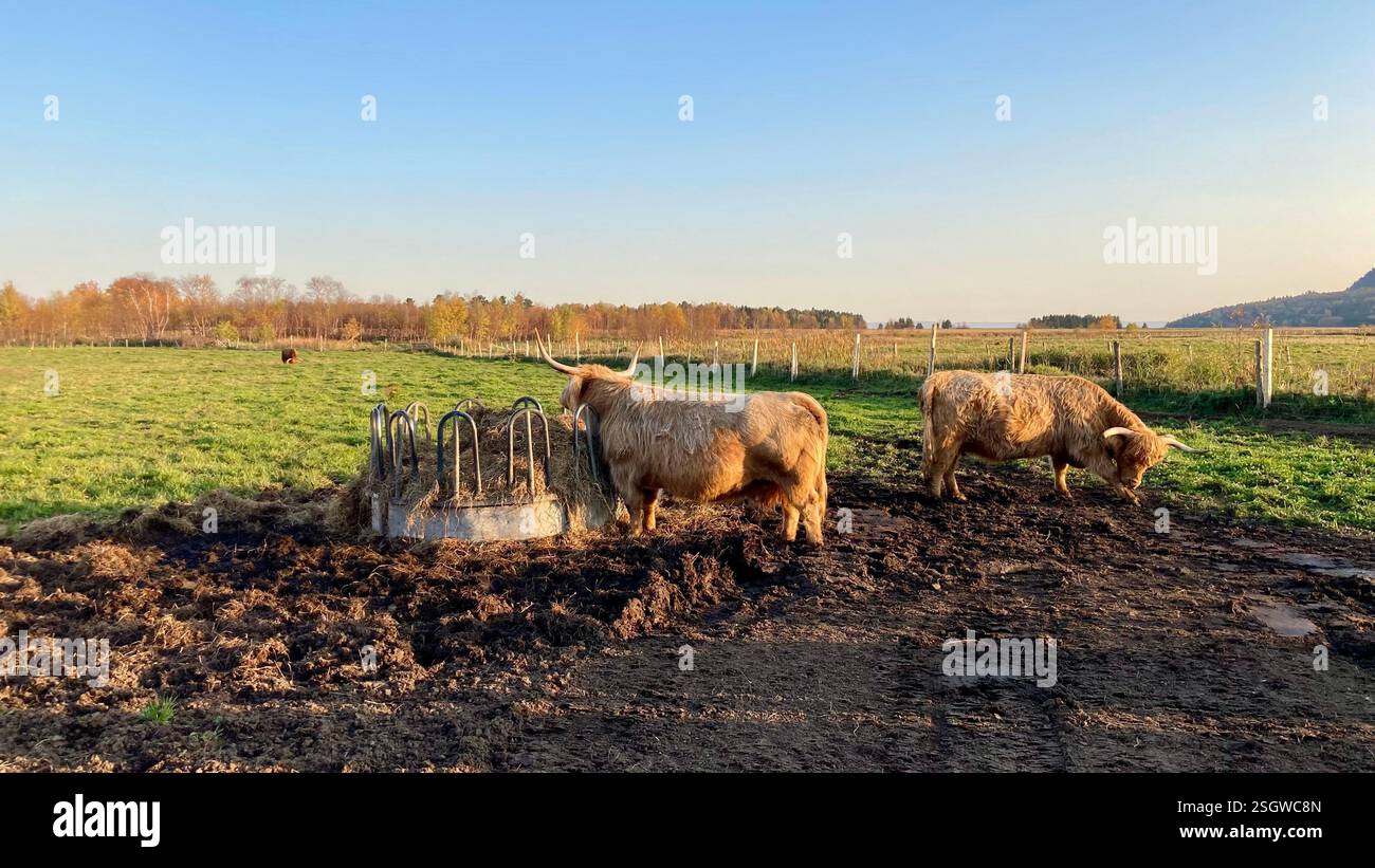 A peaceful herd of cows grazing in the tranquil, picturesque countryside, embodying the essence of rural life - Smartphone Captured Stock Image