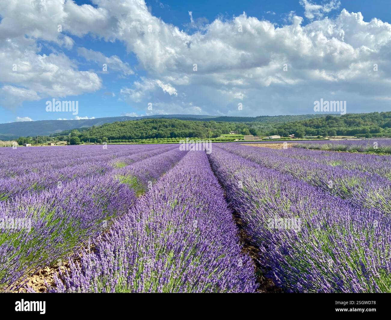 A sea of lavender under a perfect blue sky - Smartphone Captured Stock Image