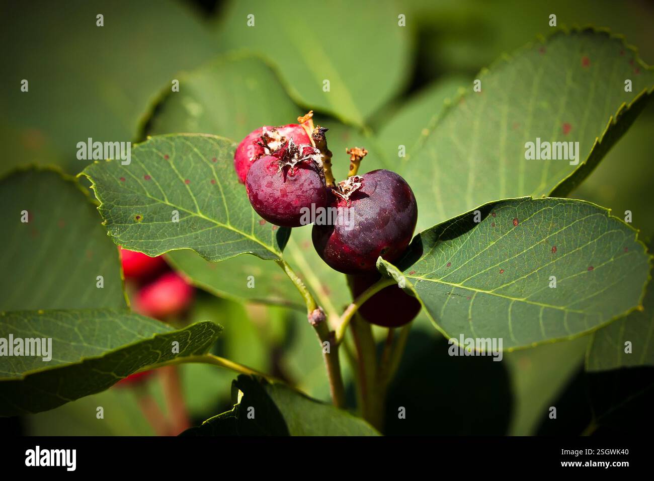 Stine a Petit Cluster Berries