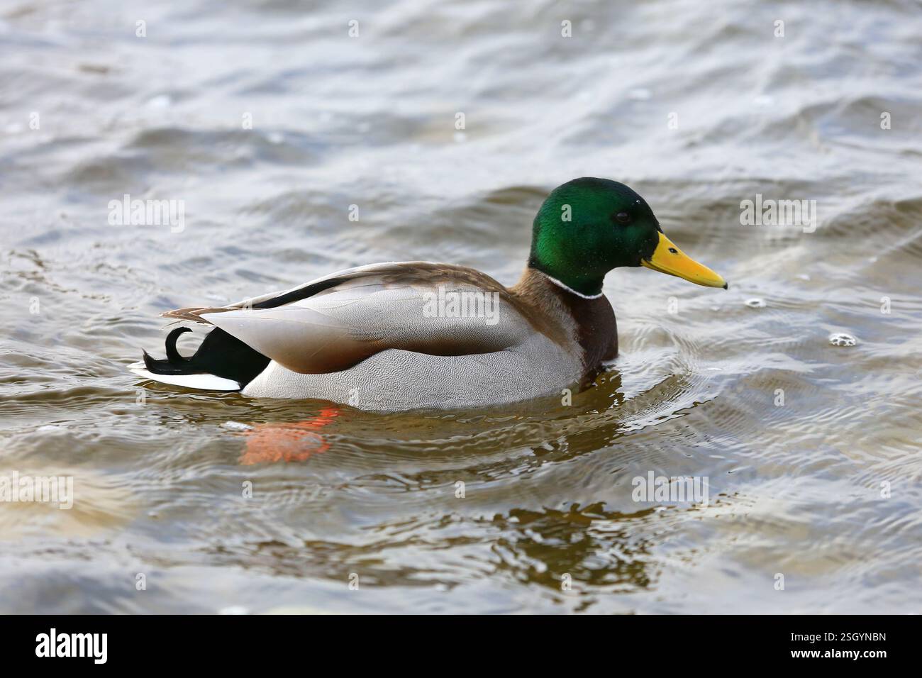 Dack hi-res stock photography and images - Alamy