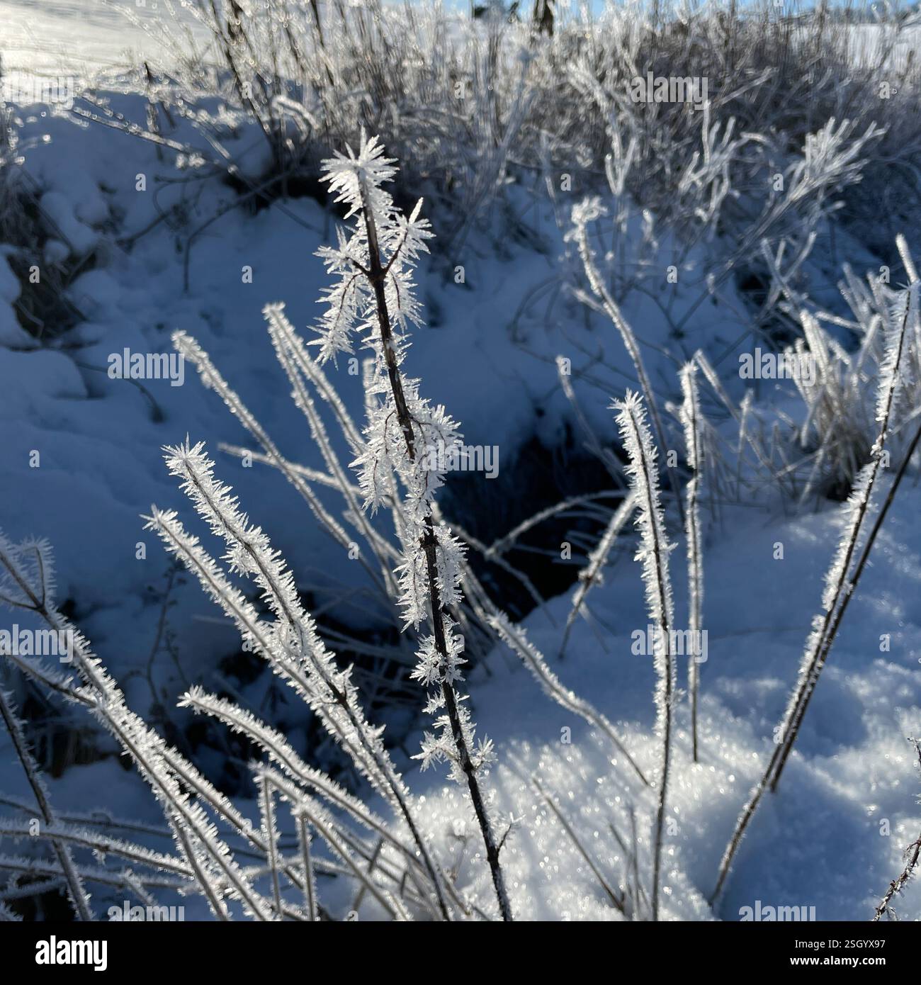 Hoar frost ice crystals on a winter's day.  Sheffield, South Yorkshire, England, UK. - Smartphone Captured Stock Image