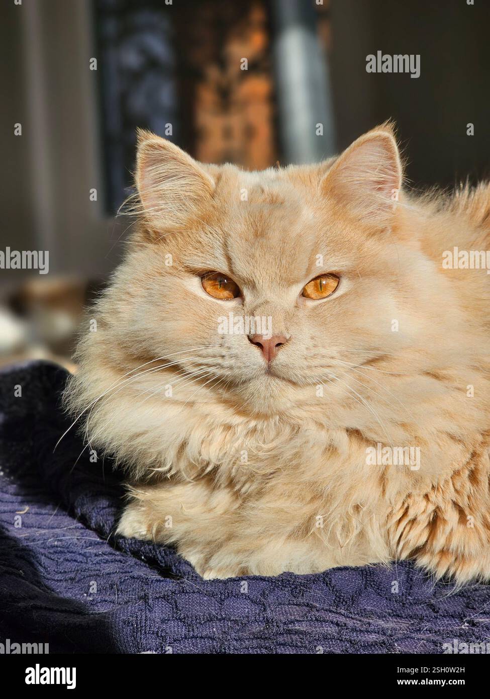 long haired Scottish straight basking in sunlight - Smartphone Captured Stock Image