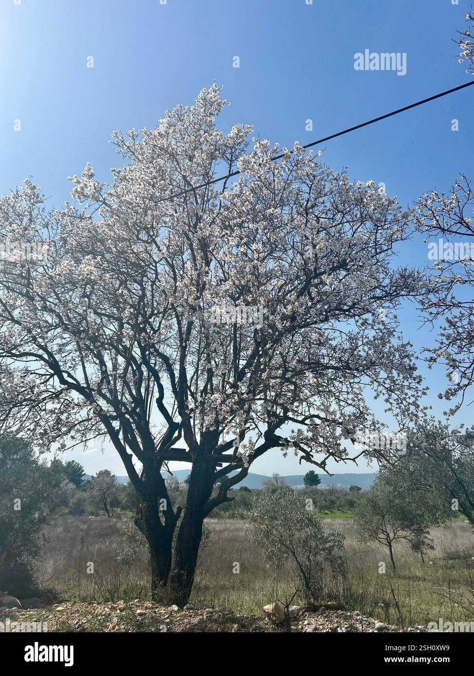 Beautiful white blossom tree in a green outdoor landscape - Smartphone Captured Stock Image