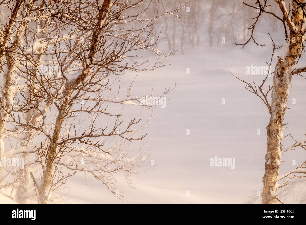 Deep snow in the forest , Norway Stock Photo