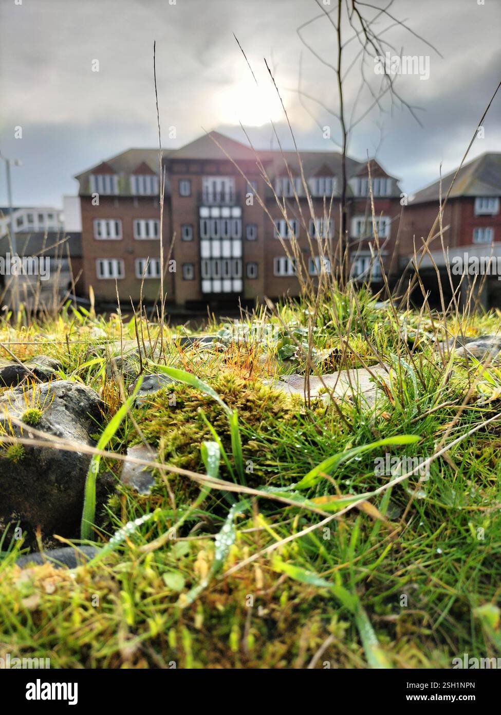 Grass and Moss in Focus with Background Building Under Soft Sunlight at a Waterfront Location. Fresh grass and moss create a vibrant foreground . - Smartphone Captured Stock Image